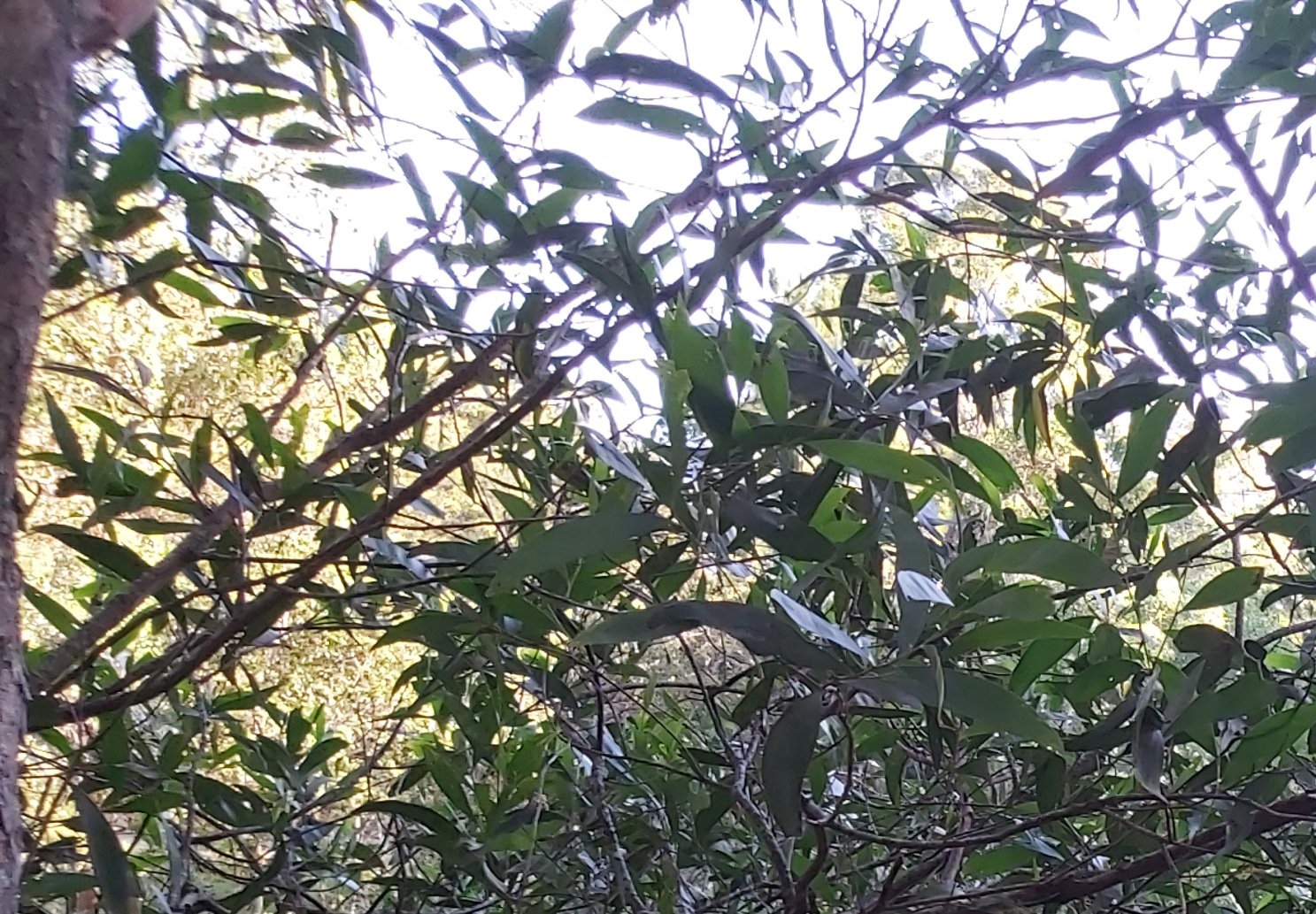 <span style="font-size:16px;"><span style="color:#000000;"><span style="background-color:#bdc3c7;">  CANT SEE THE FOREST ?  </span></span></span><span style="color:#2ecc71;"></span>